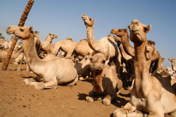 IMG_2686_Camelmarket-Daraw