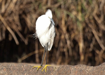 05_Aswan_Bird4_Claude-LeRoux_600