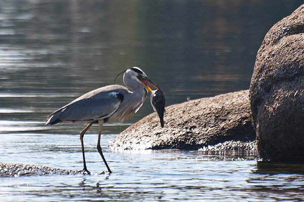 05_Claude-Le-Roux_Bird-Fish_600