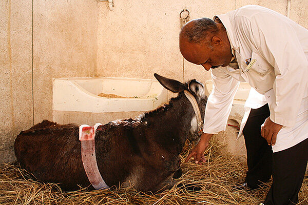 Brooke-Aswan_3588