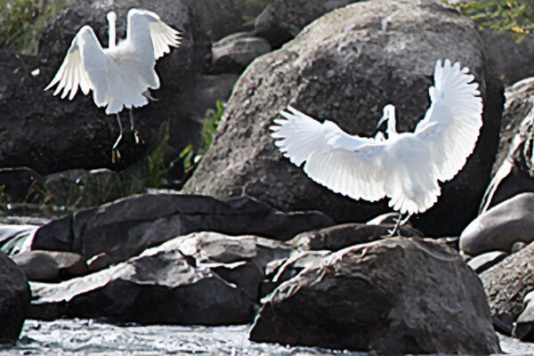 GreatBirds_IMG_0462
