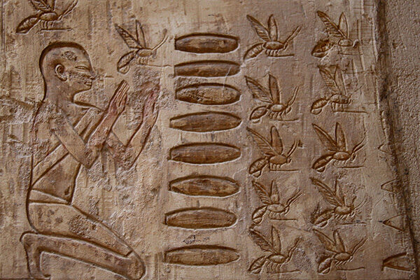 Luxor-Honey_6568