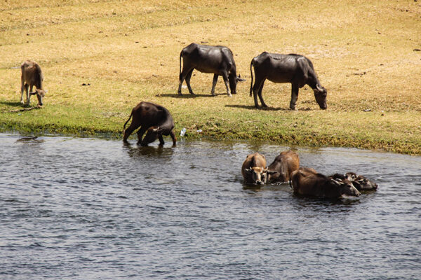Nile-Cruise_Wasserbueffel_1393