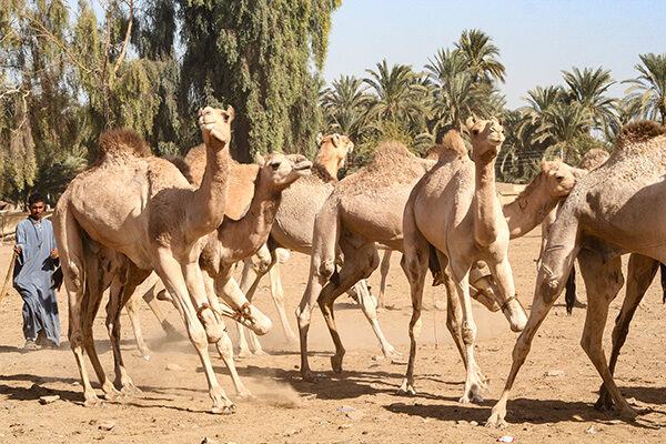 Camelmarket_6156