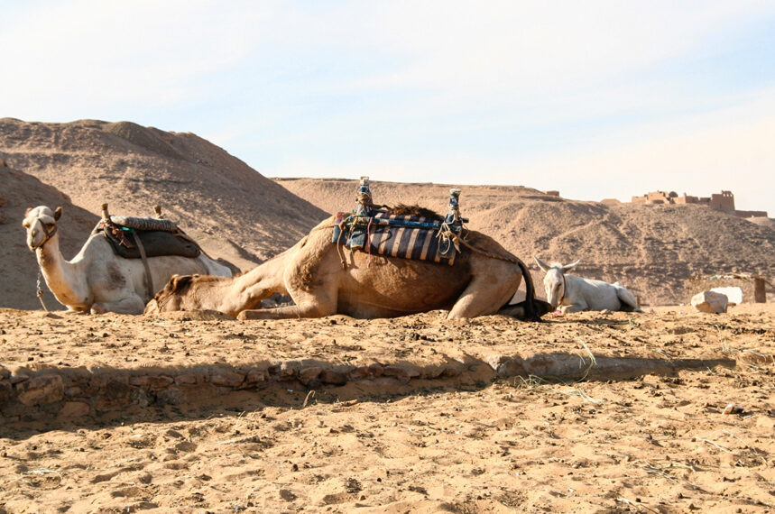 transfer-Aswan_2422
